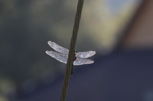 [K-Geography] Pensive dragonfly