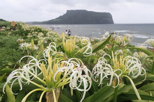 [K-Geography] Crinum lilies in full bloom