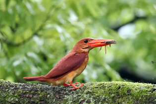 [K-Geography] Ruddy kingfisher raising chicks