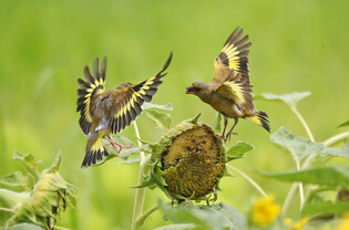[K-Geography] Two grey-capped greenfinches fighting