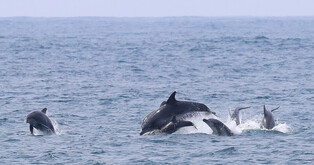 [K-Geography] Bottlenose dolphins swimming