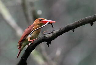 [K-Geography] Ruddy kingfisher hunting snake