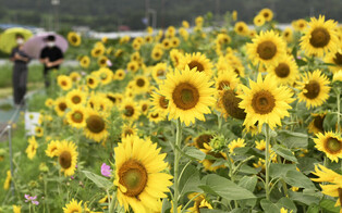 [K-Geography] Sunflowers in full bloom