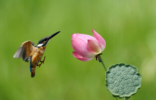 [K-Geography] Kingfisher playing with lotus flowers