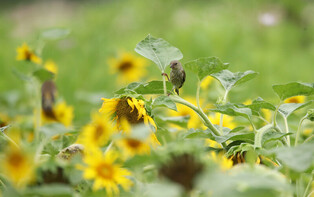 [K-Geography] Grey-capped greenfinch's kitchen