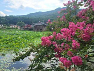 [K-Geography] Crape myrtle flowers in full bloom