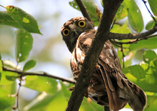 [K-Geography] hawk-owl relaxing