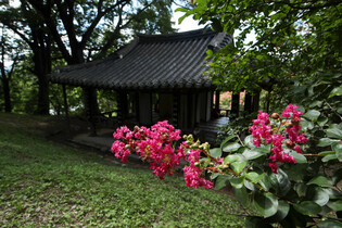 [K-Geography] Crape myrtle flowers in full bloom