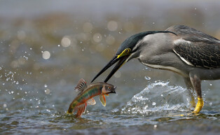 [K-Geography] Striated heron catching fish