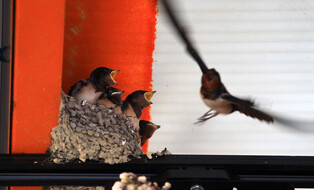 [K-Geography] Swallow feeding chicks