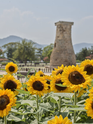 [K-Geography] Millennium kingdom surrounded by sunflowers
