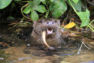 [K-Geography] Otter hunting for prey