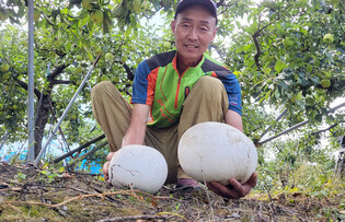 [K-Geography] Rare puffball mushrooms at apple farm