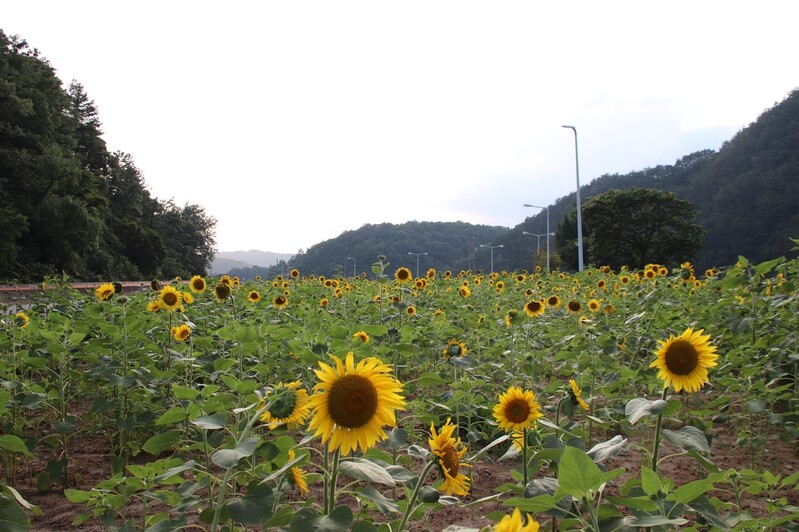 [픽! 옥천] 활짝 핀 해바라기, 노란 물결 가득
