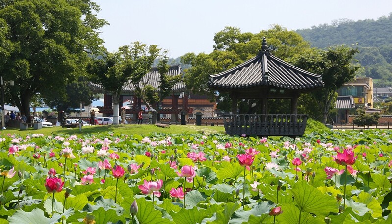 [픽! 정읍] '호남제일정' 피향정 연못에 핀 연꽃