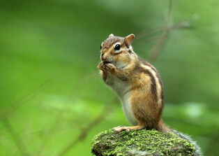 [K-Geography] Chipmunk searching for prey