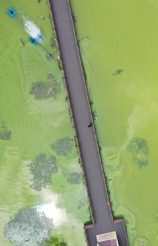 [Moment to Focus] Green tides on reservoir
