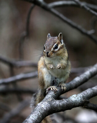 [K-Geography] Chipmunk searching for food