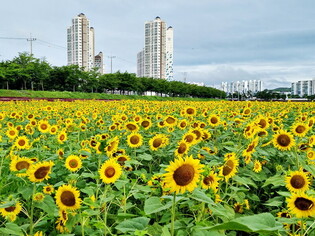 [K-Geography] Sunflowers in full bloom