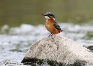 [K-Geography] Kingfisher relaxing