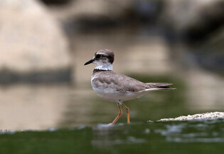 [K-Geography] Long-billed plover wandering