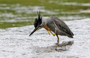 [K-Geography] Striated heron wandering