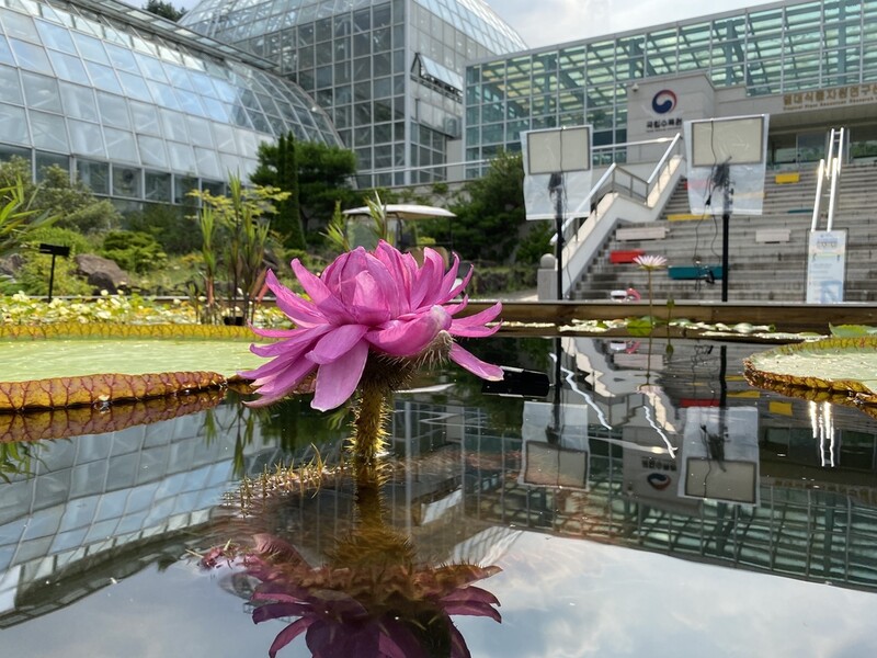 '밤은 낮보다 화려하다' 국립수목원 열대수련 전시회