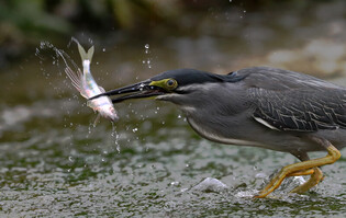 [K-Geography] Striated heron hunting prey