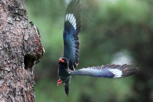 [K-Geography] Oriental dollarbird, symbol of happiness and hope
