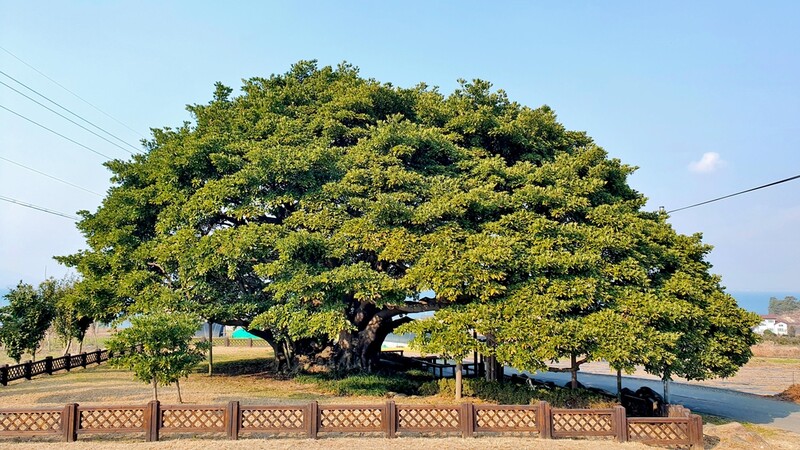 천연기념물 '창선도 왕후박 나무' 다칠라…남해군 관리 용역