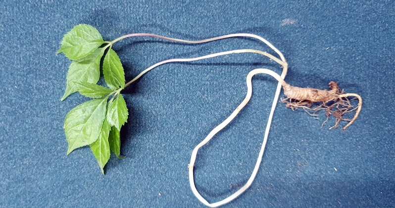 '잡초 뽑다 심봤네'…춘천 남이섬서 산삼 한 뿌리 발견