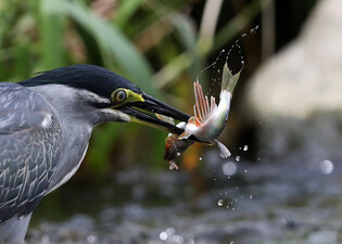 [K-Geography] Striated heron hunting fish
