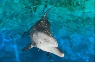 [Moment to Focus] "Woo Young-Woo" dolphin to be released back to sea