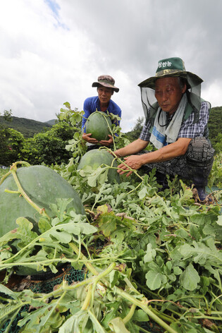 [K-Geography] Harvesting Mudeungsan watermelons
