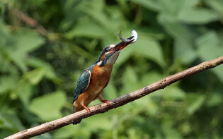 [K-Geography] Kingfisher hunting fish