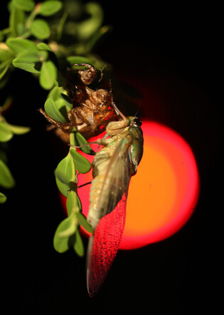 [K-Geography] Cicada's eclosion