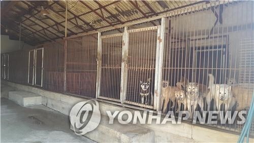 식용목적 사육견 50만마리 넘어…국민 56% "개 식용 멈춰야"