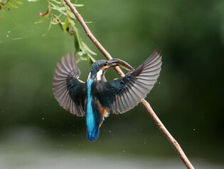 [K-Geography] Kingfisher hunting prey