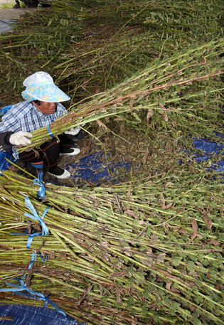 [K-Geography] Harvesting sesame seeds