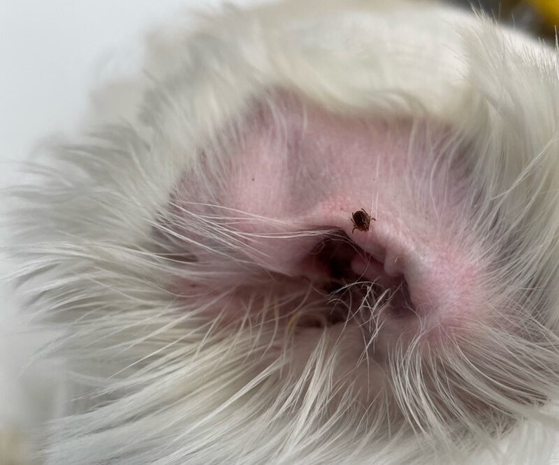 대전지역 참진드기서 패혈증 유발 아나플라즈마증 병원체 검출