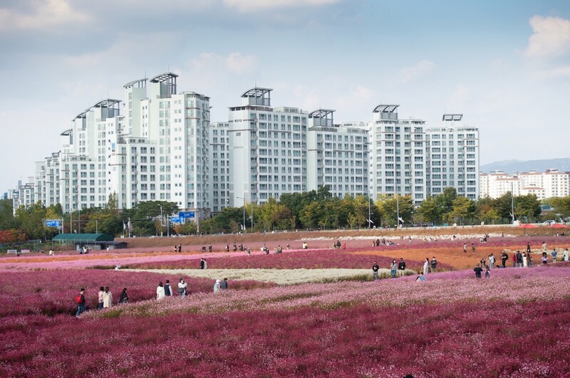 양주시, 내달 개최 '천일홍 축제' 버스킹 공연팀 모집