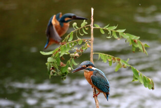 [K-Geography] Kingfisher couple