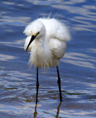 [K-Geography] Egret walking along