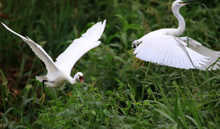 [K-Geography] Egrets fighting for territory