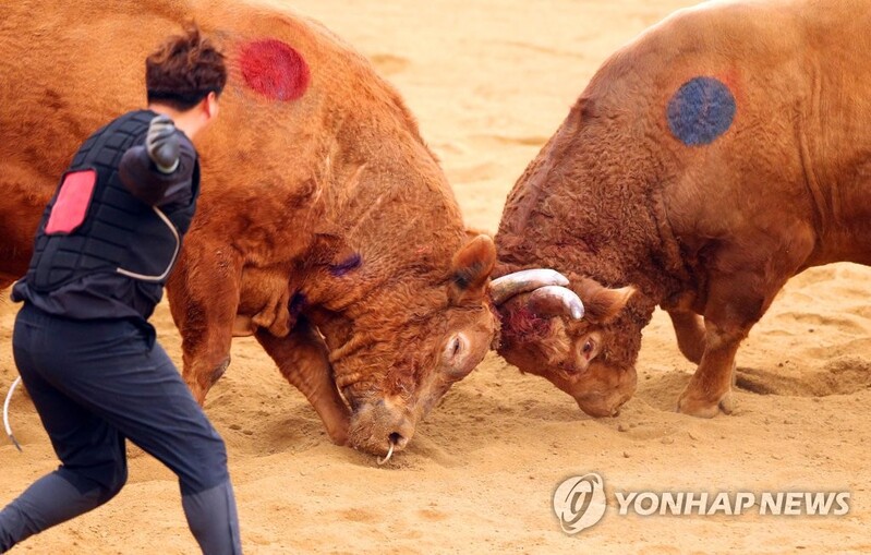 "매출 장난 아니네" 청도 소싸움 인기 갈수록 상승