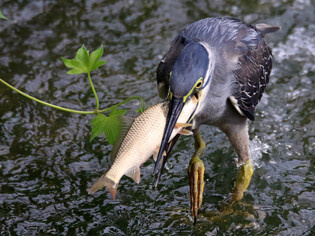 [K-Geography] Green-backed heron swallowing fish