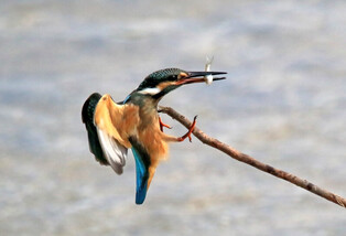[K-Geography] Kingfisher hunting fish