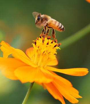 [K-Geography] Honey collection