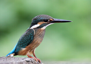 [K-Geography] Kingfisher waiting