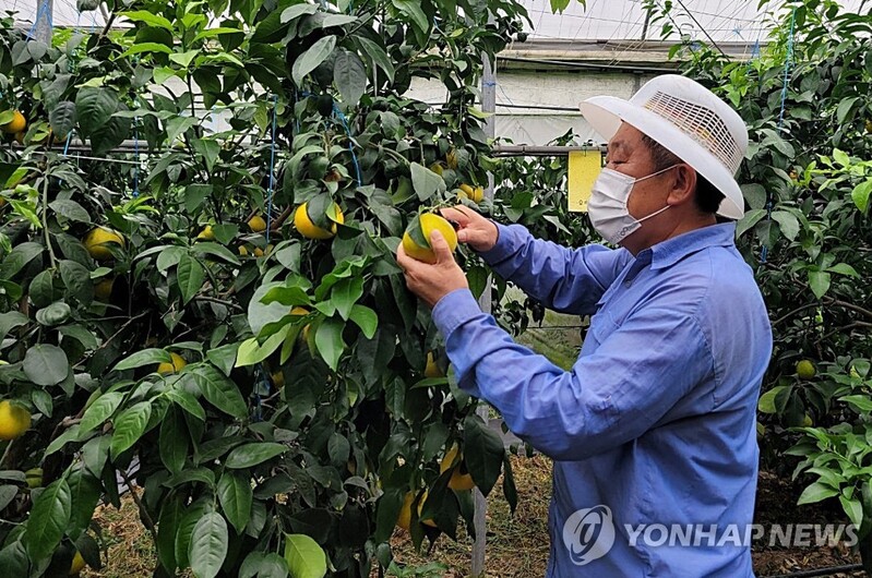 추석 앞서 제주 만감류 황금향 수확…도매 최고가 3㎏ 1만7천원